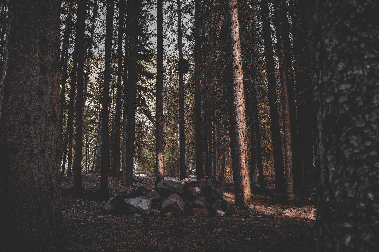 Black Forest
