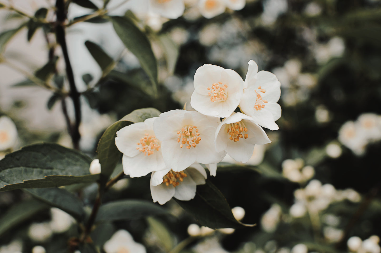 Fresh Jasmine