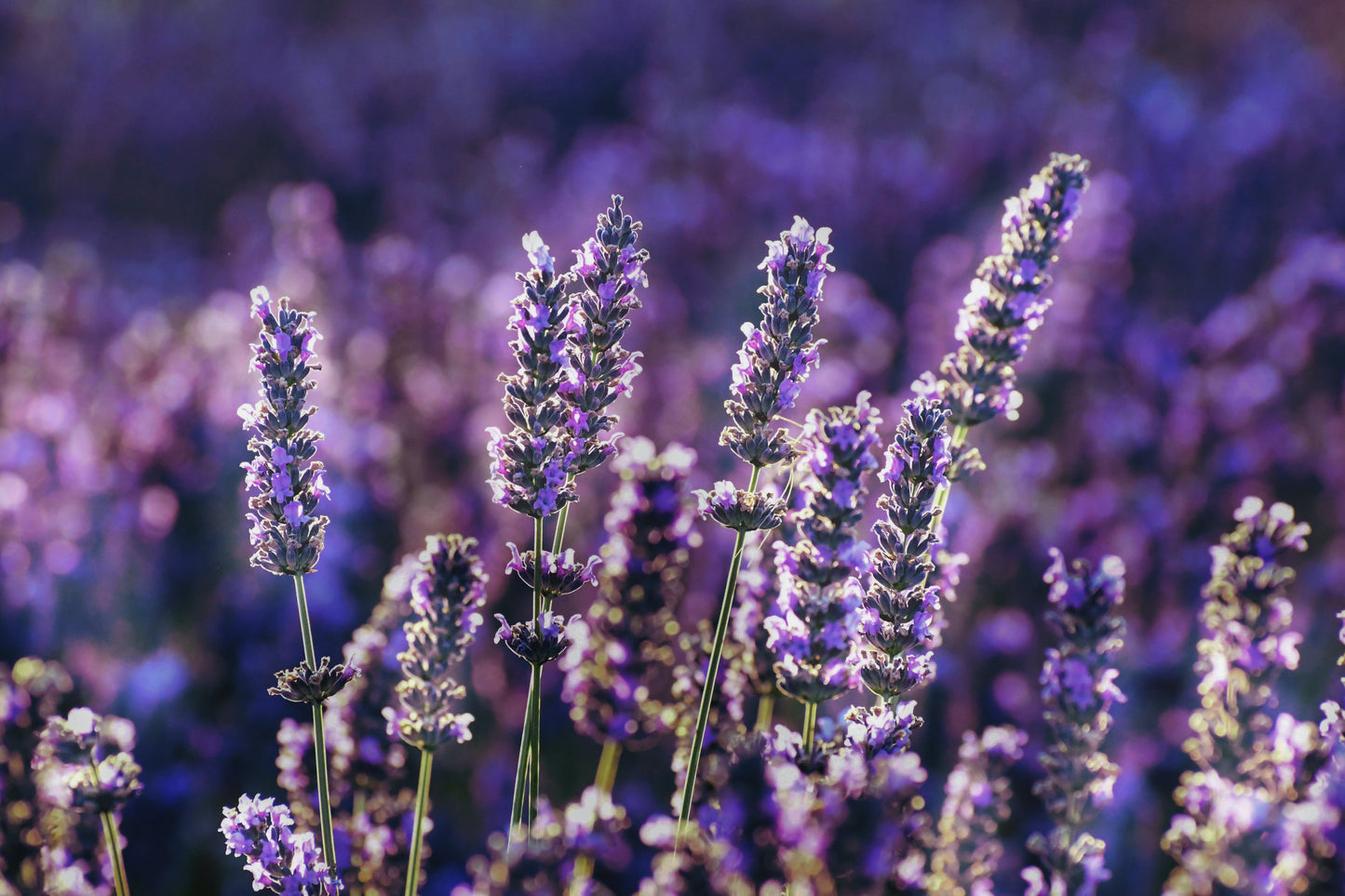 Romantic Lavender