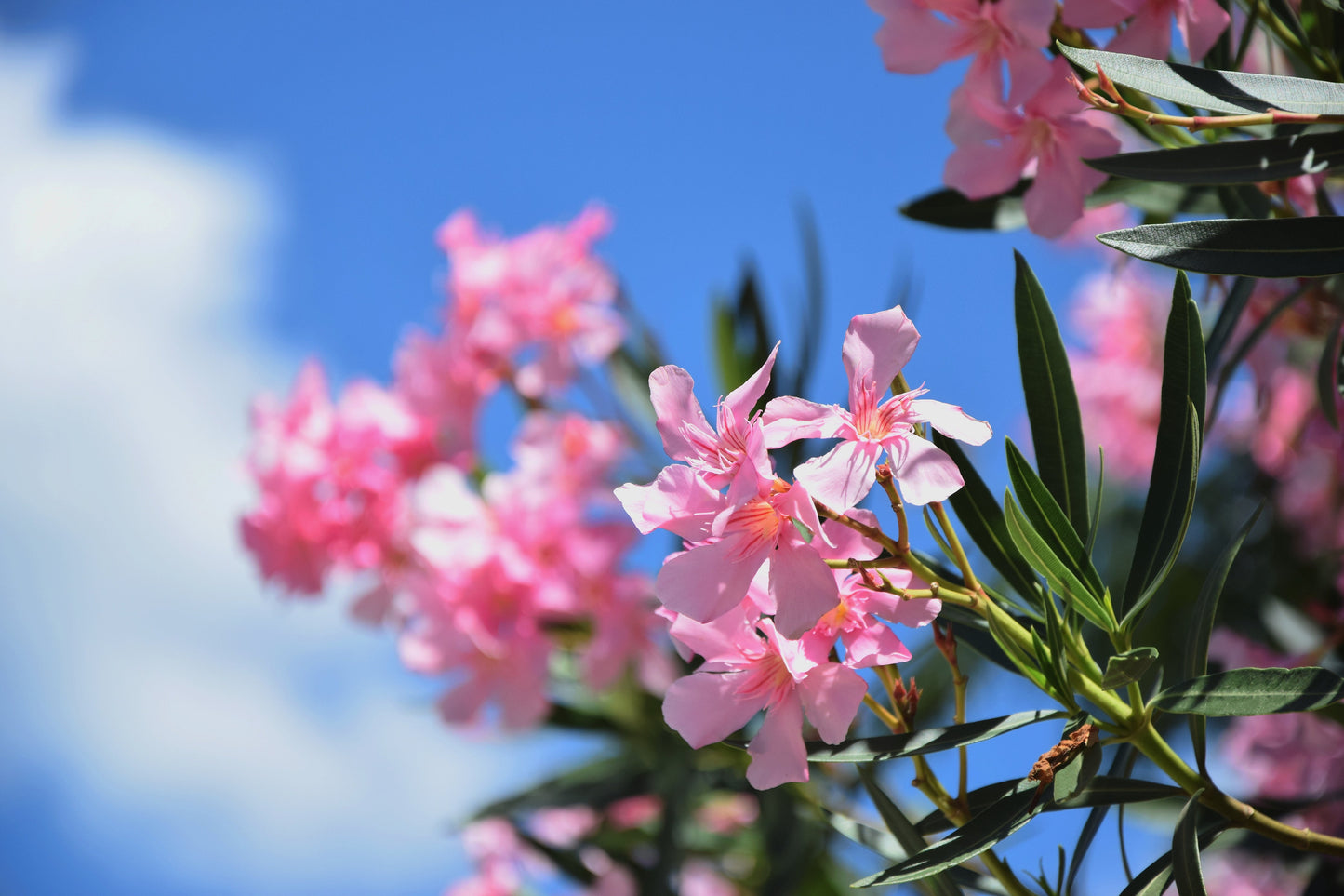 Floral Bloom
