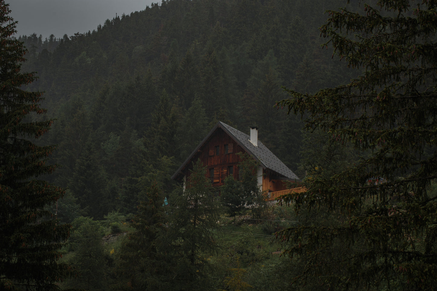 Wild Cedar