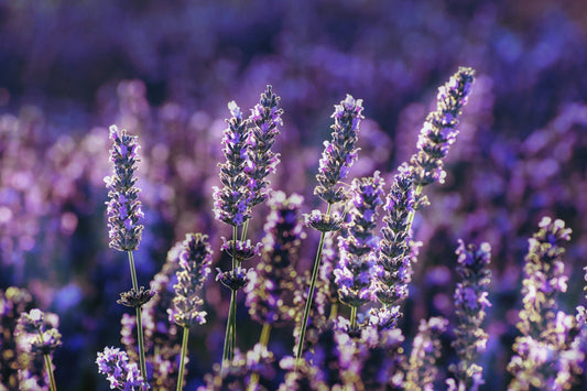 Romantic Lavender